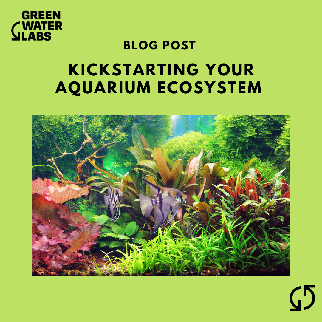 Kickstarting Your Aquarium Ecosystem