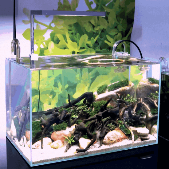 Clean, clear aquascape tank with regulated and balanced nutrient levels to prevent algae