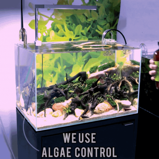 Solution for tank algae, take action to clean and prevent algae in your aquarium with algae control